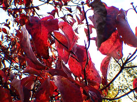 Red Autumn Leaves 1 by LindArtz on DeviantArt