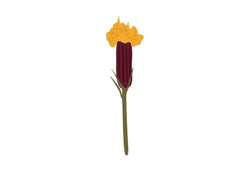 Gynura Aurantiaca Flower Graphic by archshape · Creative Fabrica
