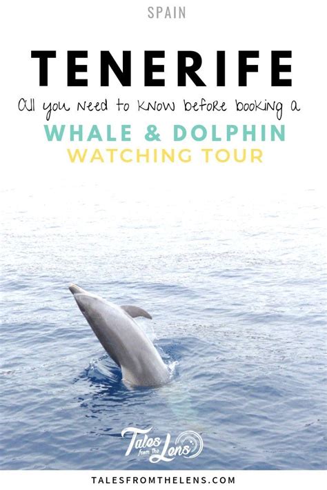 A Complete Guide To The Whale And Dolphin Watching Tours In Tenerife