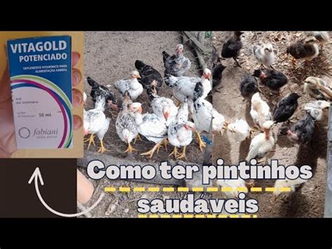 como ter pintinhos aves saudáveis tenha sucesso em sua criação comece