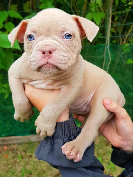 Filhotes American Bully Mercadolivre