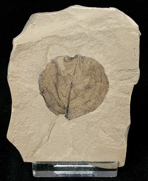 Fossil Populus Poplar Leaf Green River Formation For Sale