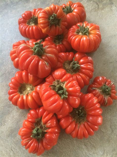 RARE AND UNUSUAL TOMATOES FOR FLAVOUR The Seed Detective