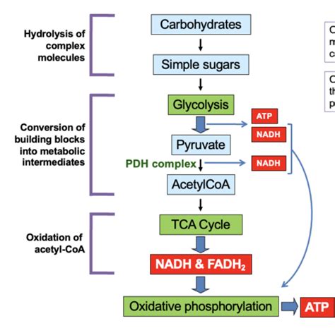 Carbohydrate Metabolism Flashcards Quizlet