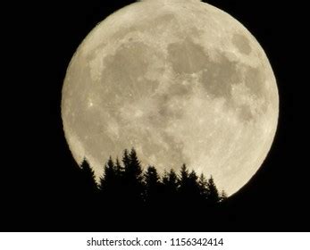 Full Moon Forest Stock Photo 1156342414 | Shutterstock