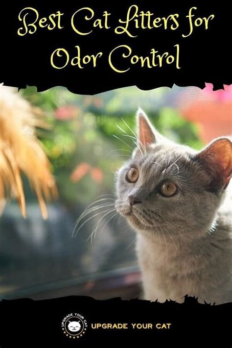 Best Cat Litter for Odor Control