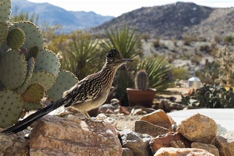 Desert Birds