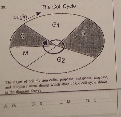 Solved The Cell Cycle The Stages Of Cell Division Called Prophase