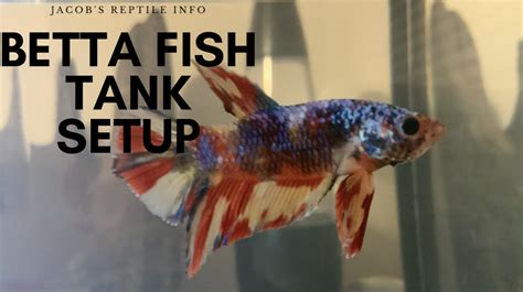 Betta Fish Tank Setup - Jacob's Reptile Info