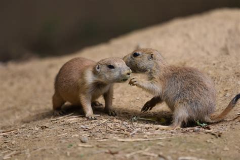 Black Tailed Prairie Dog Smithsonians National Zoo