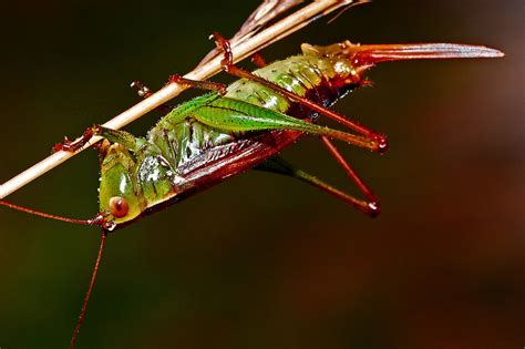 Kostenlose foto wirbellos Makrofotografie Net geflügelte Insekten