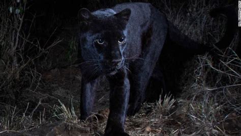 Rare Black Leopard Black Panther Spotted In Africa For The First Time