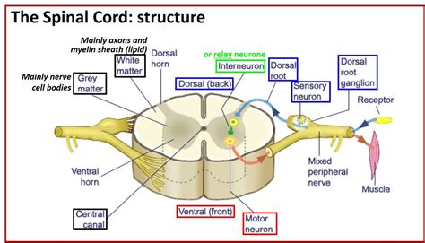 Spinal Cord