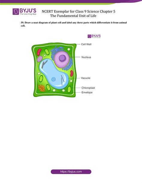 Well Labeled Diagram Of Plant Cell Class 9