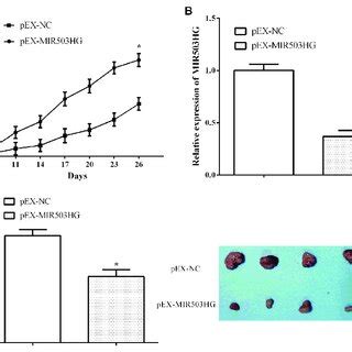 MIR503HG Inhibited Tumor Growth In Vivo A MIR503HG Upregulation