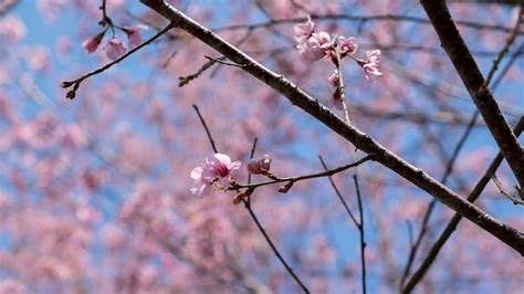 Premium Photo | Prunus cerasoides