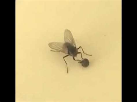 This Fly Removing Its Own Head Without Noticing YouTube