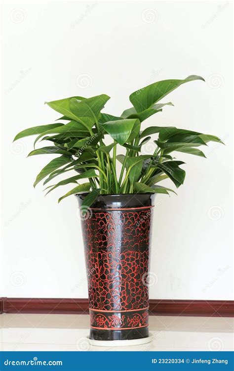 Indoor ornamental plants stock photo. Image of gardening - 23220334