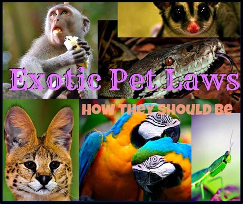 This Is What Exotic Pet Laws Should Be Like Hubpages