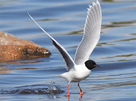 Little Tern Bird Facts Sternula Albifrons Bird Fact