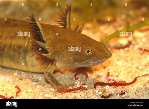 Larval Ambystoma Mavortium Barred Tiger Salamander Stock Photo Alamy