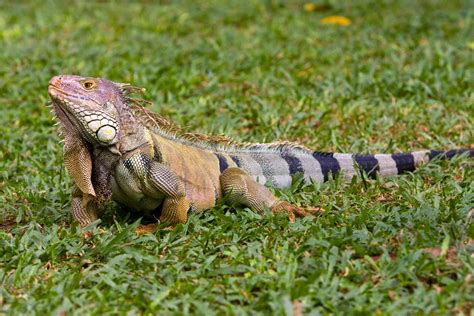 La Iguana Un Tesoro Nacional En Peligro De Extinci N La Prensa De