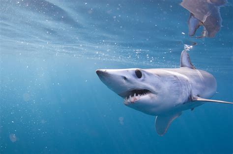 Mako Shark Tracking Off West Coast Reveals Impressive Memory And