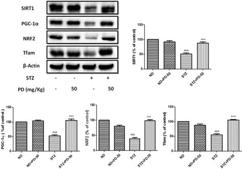 Effect Of Polydatin On Sirt1 Mediated Mitochondrial Biogenesis In