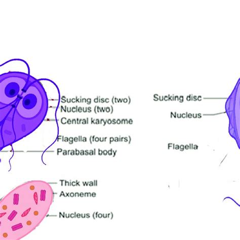 Morphology Of Giardia Download Scientific Diagram