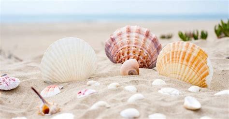 Dream About Seashells Are They As Beautiful As Seashells