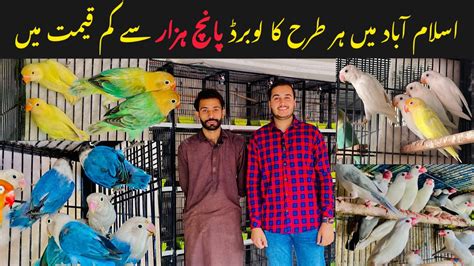 Ahsan Birds Shop H 9 Bazar Islamabad Best Offers For New Fanciers