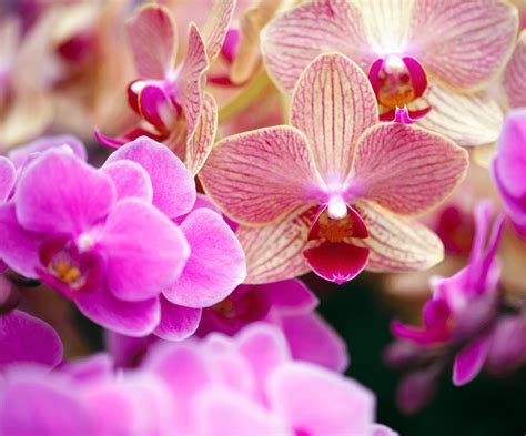 Orchid Care 101 | Pinder's Nursery | Keep orchid care easy! | Blog