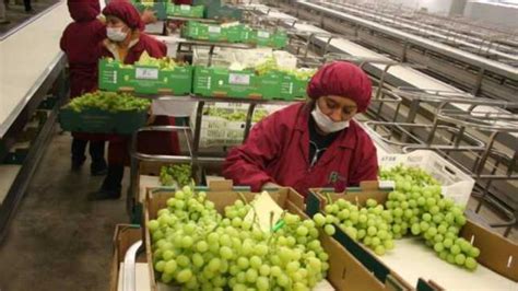 Perú Agroexportaciones Sumaron Usd 6113 Millones En Primeros Ocho Meses Del Año Y Eeuu Es El