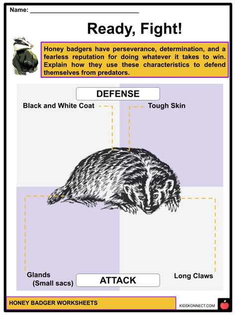 Honey Badger Worksheets And Facts Anatomy Characteristics Diet