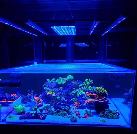 Or Led Bar Reef Aquarium Photo Gallery Orphek