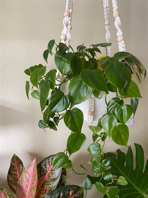 How To Grow And Care For Philodendron Heart Leaf