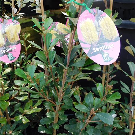 Native Trees Wombat Gully Plant Farm Geelong