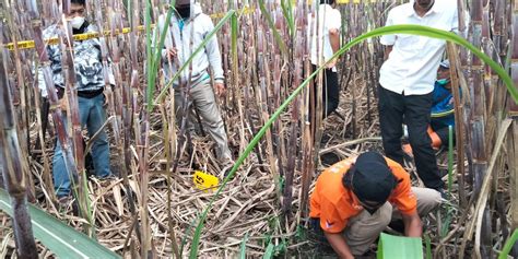 Kerangka Manusia Di Kebun Tebu Di Malang Berkelamin Laki Laki Dan