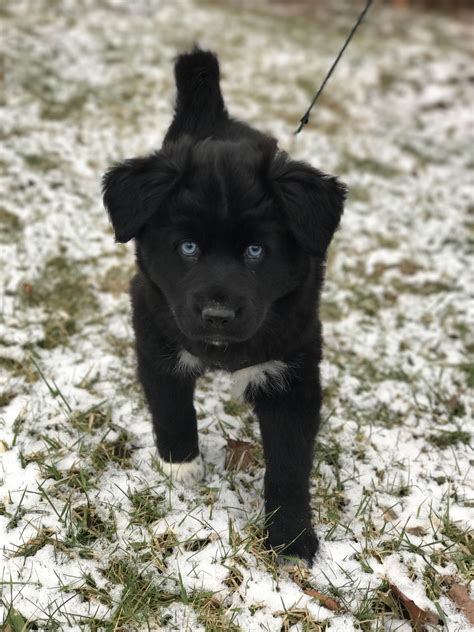 Cute Wolf Dog Puppies