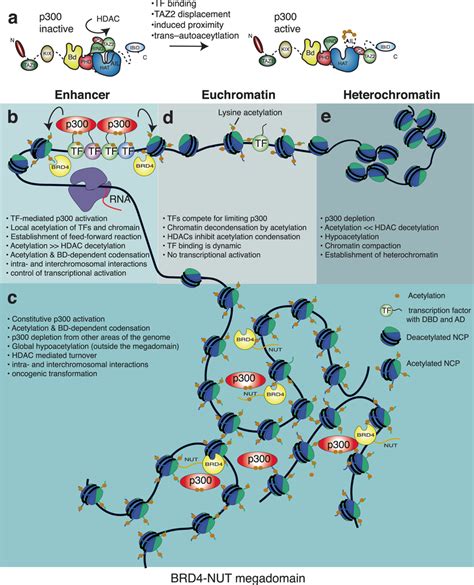 Molecular Model For P300 Activation In Physiological Setting And Download Scientific Diagram