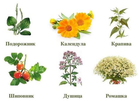 Картинки Лекарственных Трав С Названием Для Детей — Mixyfotos.ru