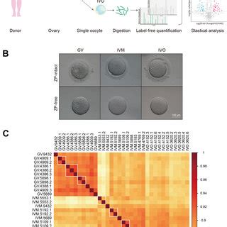 Protein Regulation During In Vivo Maturation Of Human Oocytes A