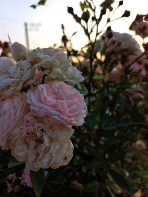 #роза #рассвет | Rose, Flowers, Garden