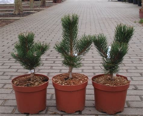 Pinus Nigra Sosna Czarna Oregon Green Iglaste Pl Wysy Kowy Sklep Z