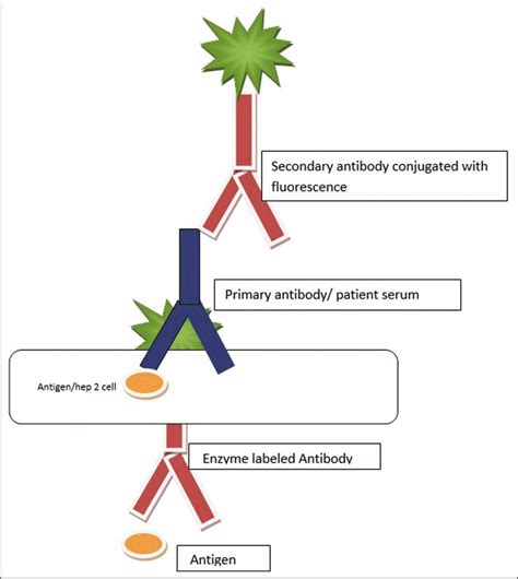 Anti Nuclear Antibody Positive Result