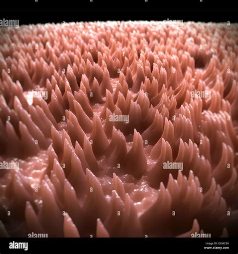 A Magnification Of Filiform Papillae On A Human Tongue Stock Photo Alamy