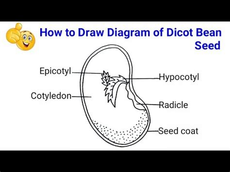 How To Draw Structure Of Seed How To Draw Typical Dicot Seed How To