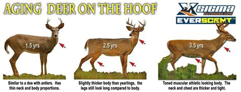 12 Tips For Aging Deer On The Hoof Age In Field And Photos