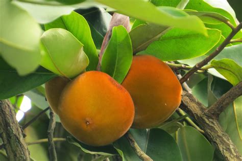 Photography with Dr. Ernie.: Kamagong (Diospyros blancoi) tree with fruits (Mabolos)