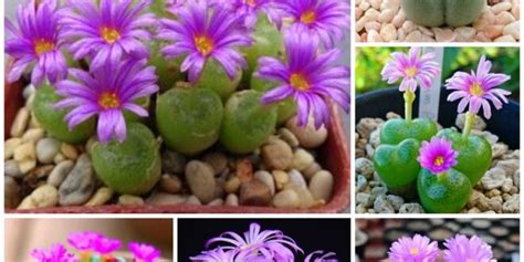 Conophytum Care Guide Careyfashion